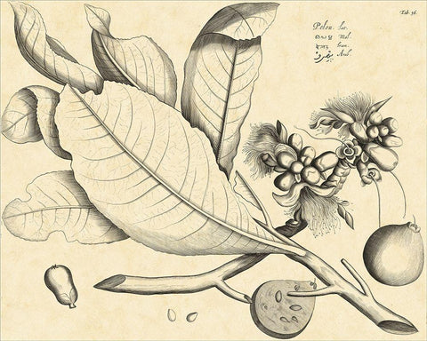 Vintage Leaf Study II Black Ornate Wood Framed Art Print with Double Matting by Von Drakenstein, H.