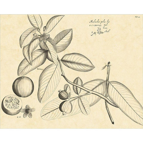 Vintage Leaf Study III Black Modern Wood Framed Art Print with Double Matting by Von Drakenstein, H.