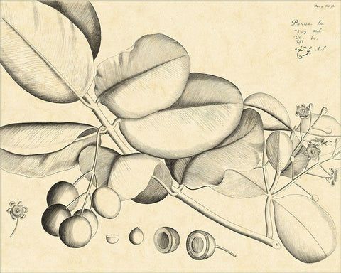 Vintage Leaf Study IV White Modern Wood Framed Art Print with Double Matting by Von Drakenstein, H.