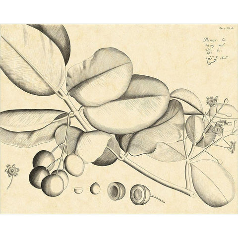 Vintage Leaf Study IV Black Modern Wood Framed Art Print by Von Drakenstein, H.