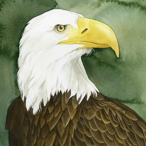 Bald Eagle Stare I Black Modern Wood Framed Art Print with Double Matting by Popp, Grace