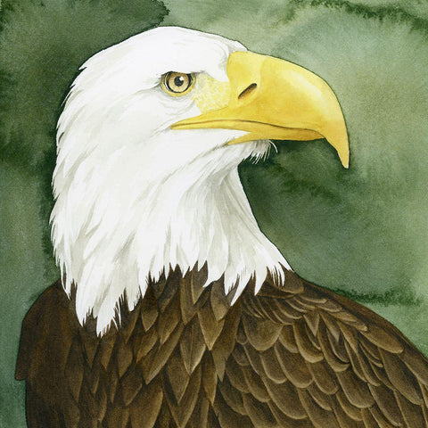 Bald Eagle Stare I White Modern Wood Framed Art Print with Double Matting by Popp, Grace