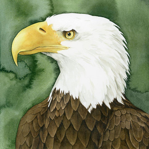 Bald Eagle Stare II White Modern Wood Framed Art Print by Popp, Grace