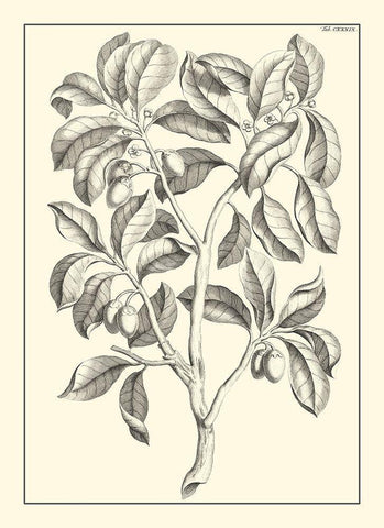 Non-Embellished Antique Foliage I Black Ornate Wood Framed Art Print with Double Matting by Buchoz, Pierre Josep