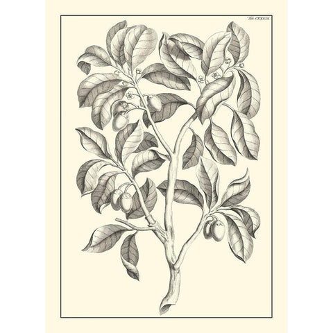 Non-Embellished Antique Foliage I Black Modern Wood Framed Art Print by Buchoz, Pierre Josep