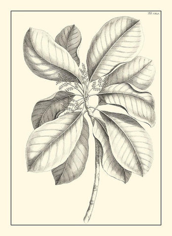 Non-Embellished Antique Foliage II White Modern Wood Framed Art Print with Double Matting by Buchoz, Pierre Josep