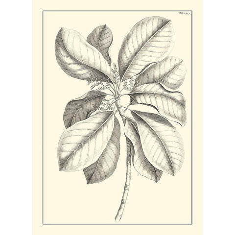 Non-Embellished Antique Foliage II Gold Ornate Wood Framed Art Print with Double Matting by Buchoz, Pierre Josep