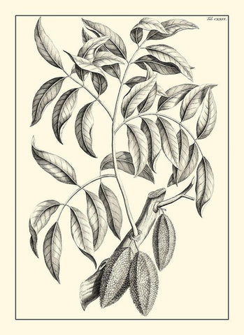 Non-Embellished Antique Foliage III White Modern Wood Framed Art Print with Double Matting by Buchoz, Pierre Josep