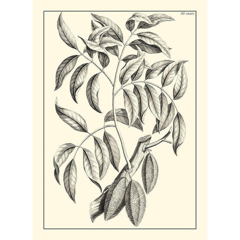 Non-Embellished Antique Foliage III Black Modern Wood Framed Art Print by Buchoz, Pierre Josep