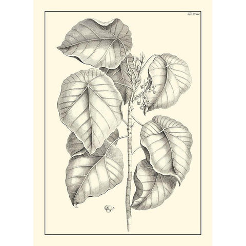 Non-Embellished Antique Foliage IV Gold Ornate Wood Framed Art Print with Double Matting by Buchoz, Pierre Josep