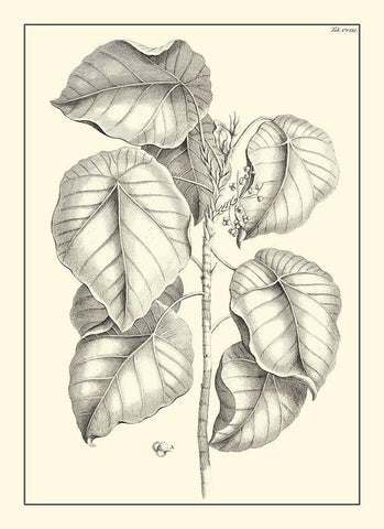 Non-Embellished Antique Foliage IV White Modern Wood Framed Art Print with Double Matting by Buchoz, Pierre Josep