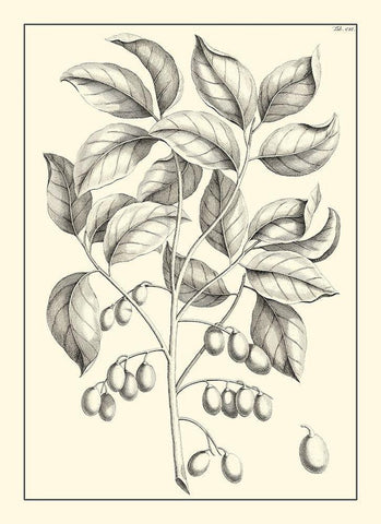 Non-Embellished Antique Foliage V Black Ornate Wood Framed Art Print with Double Matting by Buchoz, Pierre Josep