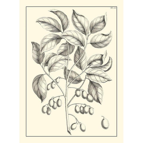 Non-Embellished Antique Foliage V Black Modern Wood Framed Art Print with Double Matting by Buchoz, Pierre Josep