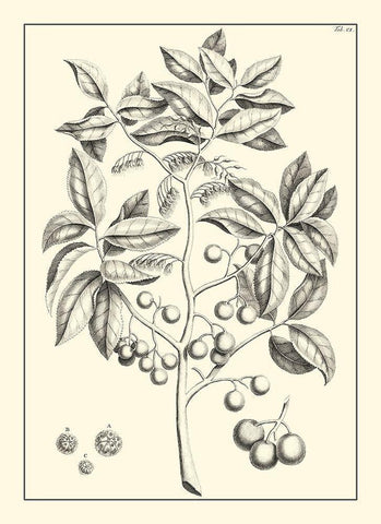 Non-Embellished Antique Foliage VI Black Ornate Wood Framed Art Print with Double Matting by Buchoz, Pierre Josep