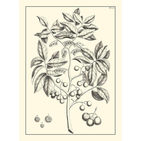 Non-Embellished Antique Foliage VI Black Modern Wood Framed Art Print by Buchoz, Pierre Josep