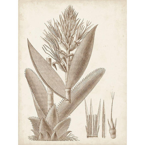 Sepia Exotic Plants II Gold Ornate Wood Framed Art Print with Double Matting by Vision Studio