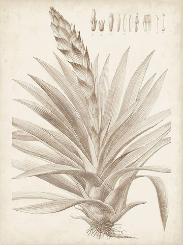 Sepia Exotic Plants III White Modern Wood Framed Art Print with Double Matting by Vision Studio