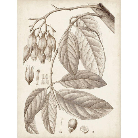 Sepia Exotic Plants VI White Modern Wood Framed Art Print by Vision Studio