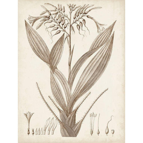 Sepia Exotic Plants VII White Modern Wood Framed Art Print by Vision Studio