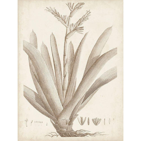 Sepia Exotic Plants VIII Black Modern Wood Framed Art Print with Double Matting by Vision Studio