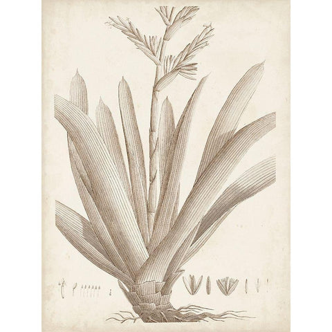 Sepia Exotic Plants VIII White Modern Wood Framed Art Print by Vision Studio