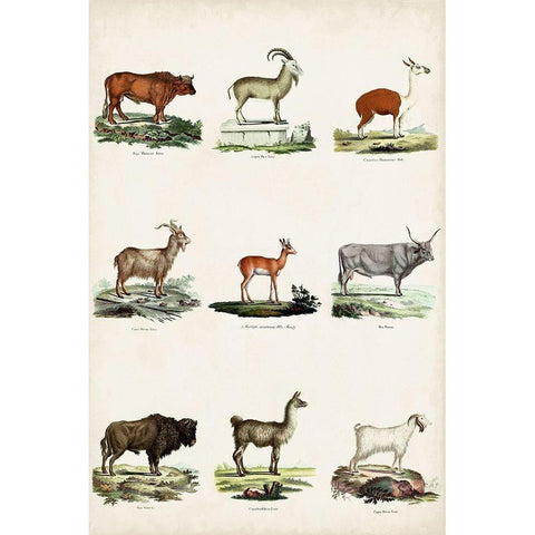 Antique Animal Chart I Gold Ornate Wood Framed Art Print with Double Matting by Vision Studio