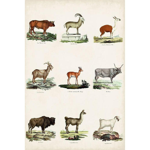 Antique Animal Chart I Black Modern Wood Framed Art Print with Double Matting by Vision Studio