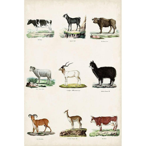 Antique Animal Chart II Black Modern Wood Framed Art Print with Double Matting by Vision Studio