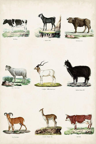 Antique Animal Chart II White Modern Wood Framed Art Print with Double Matting by Vision Studio