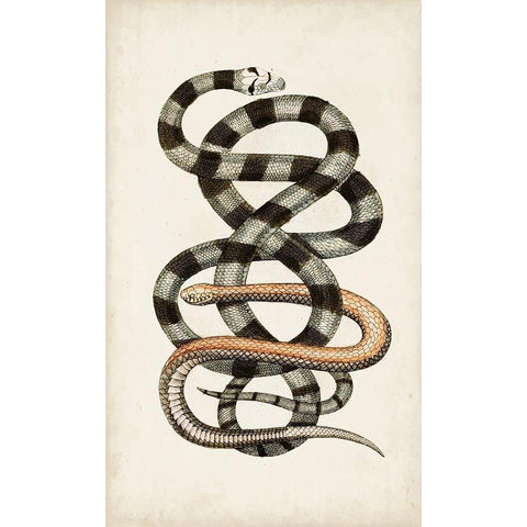 Antique Snakes I White Modern Wood Framed Art Print by Vision Studio