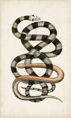 Antique Snakes I White Modern Wood Framed Art Print with Double Matting by Vision Studio