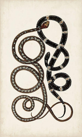 Antique Snakes II White Modern Wood Framed Art Print with Double Matting by Vision Studio