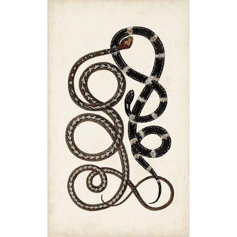 Antique Snakes II White Modern Wood Framed Art Print by Vision Studio