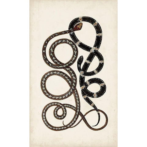 Antique Snakes II Black Modern Wood Framed Art Print by Vision Studio