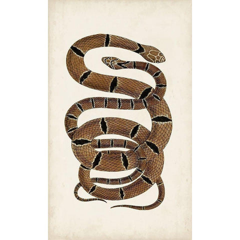 Antique Snakes III Black Modern Wood Framed Art Print with Double Matting by Vision Studio