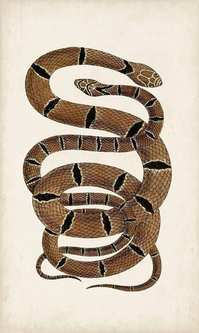 Antique Snakes III White Modern Wood Framed Art Print with Double Matting by Vision Studio