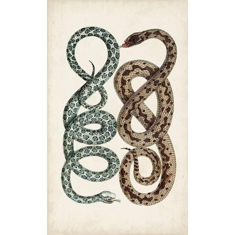 Antique Snakes IV Black Modern Wood Framed Art Print with Double Matting by Vision Studio