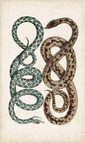 Antique Snakes IV Black Ornate Wood Framed Art Print with Double Matting by Vision Studio