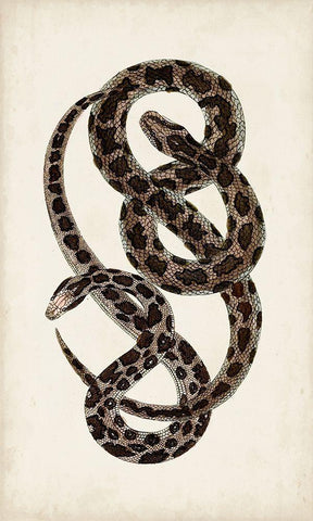 Antique Snakes V White Modern Wood Framed Art Print with Double Matting by Vision Studio
