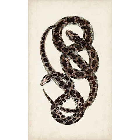 Antique Snakes V Black Modern Wood Framed Art Print with Double Matting by Vision Studio