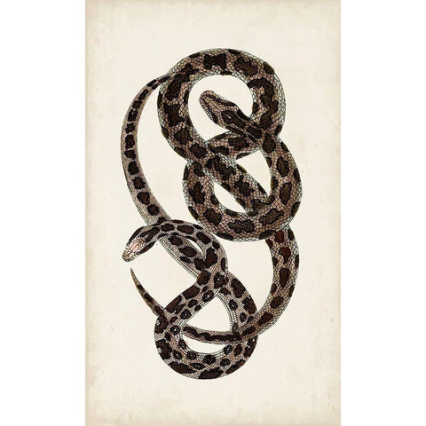 Antique Snakes V White Modern Wood Framed Art Print by Vision Studio