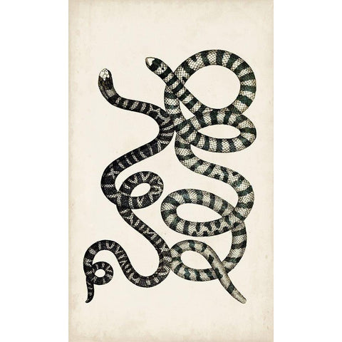 Antique Snakes VI Black Modern Wood Framed Art Print with Double Matting by Vision Studio