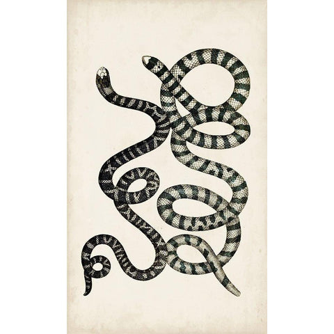 Antique Snakes VI Gold Ornate Wood Framed Art Print with Double Matting by Vision Studio