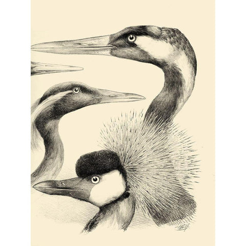 Waterbird Sketchbook I Black Modern Wood Framed Art Print with Double Matting by Vision Studio