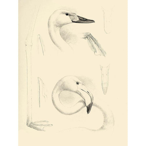 Waterbird Sketchbook II Gold Ornate Wood Framed Art Print with Double Matting by Vision Studio