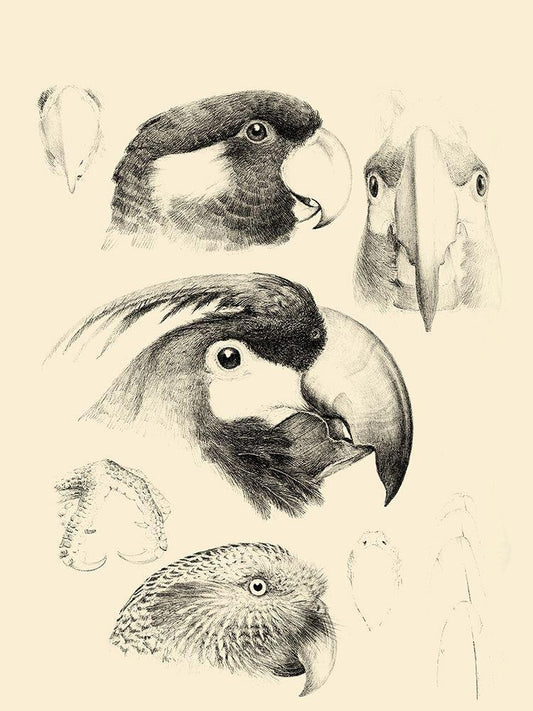 Image Only