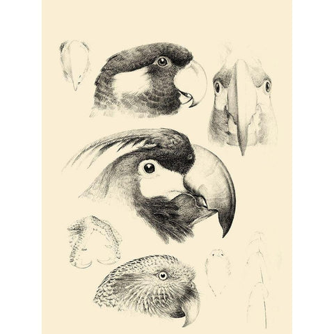 Waterbird Sketchbook III Black Modern Wood Framed Art Print with Double Matting by Vision Studio