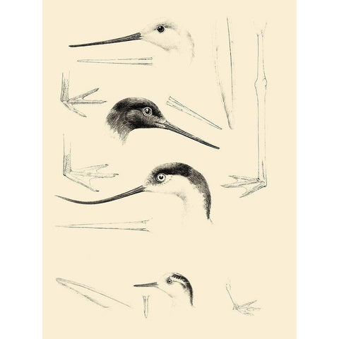Waterbird Sketchbook V White Modern Wood Framed Art Print by Vision Studio