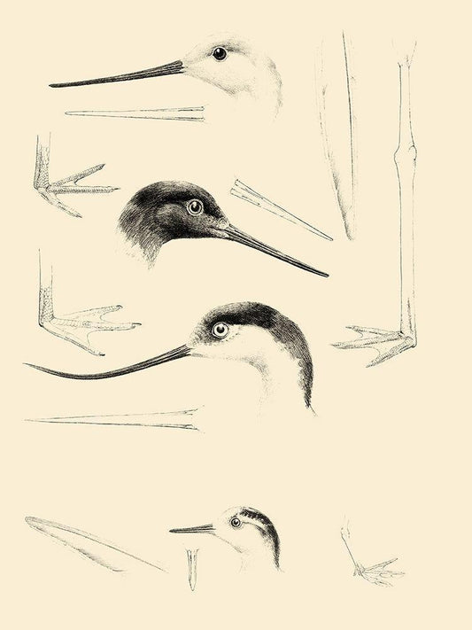 Image Only