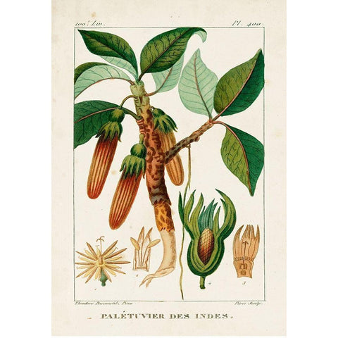 Turpin Foliage and Fruit I White Modern Wood Framed Art Print by Turpin